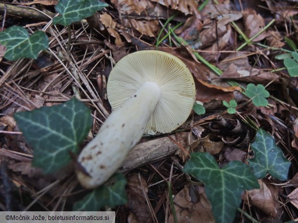 Russula farinipes