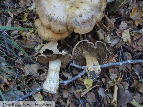 Cortinarius anfractoides