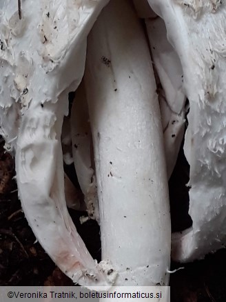 Coprinus comatus