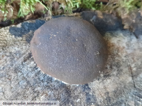 Reticularia lycoperdon