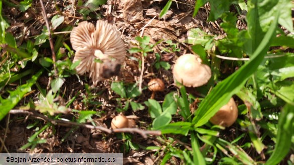 Marasmius oreades