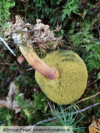 Xerocomellus armeniacus