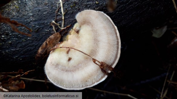 Trametes hirsuta