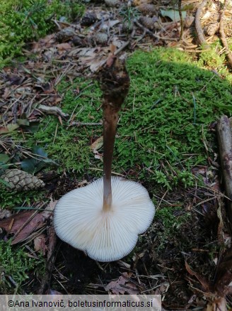 Hymenopellis radicata