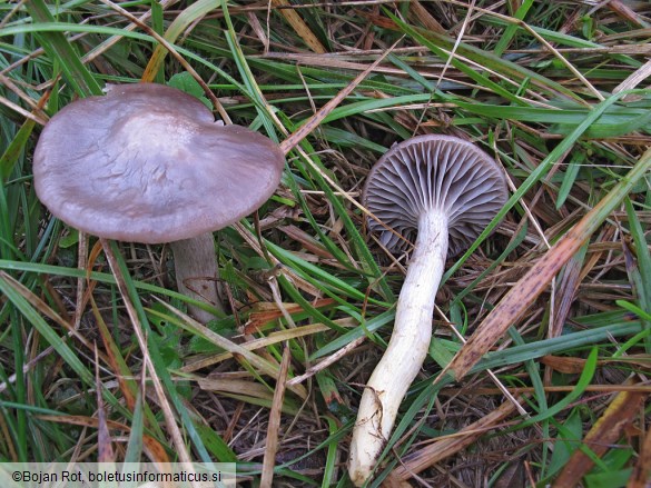 Hygrocybe flavipes