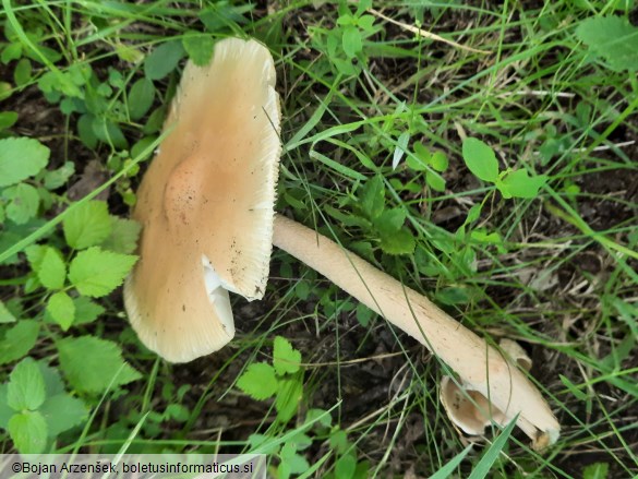 Amanita crocea