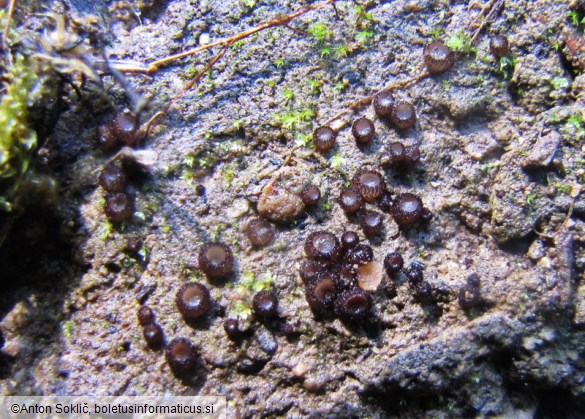 Trichophaea pseudogregaria