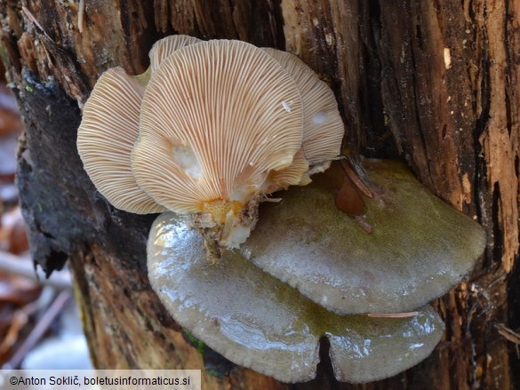 Panellus serotinus