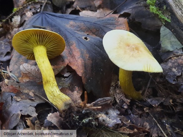 Tricholoma sulphureum