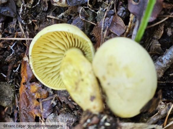 Tricholoma sulphureum