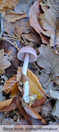 Mycena rosea