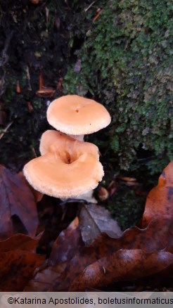 Hydnum umbilicatum