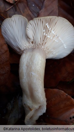 Lactarius blennius