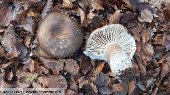 Russula nigricans