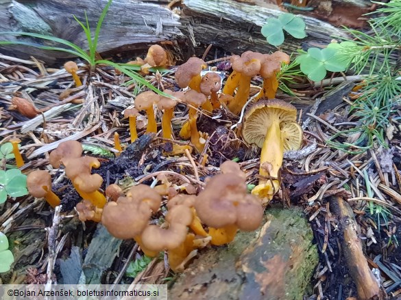 Cantharellus tubaeformis