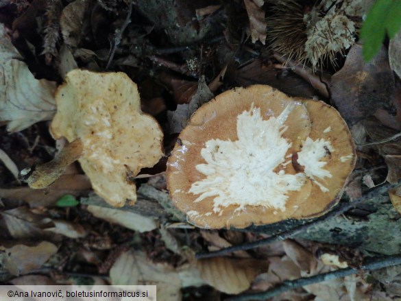 Lentinus arcularius