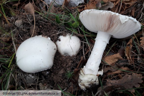 Amanita ovoidea