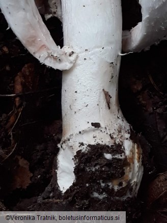 Coprinus comatus
