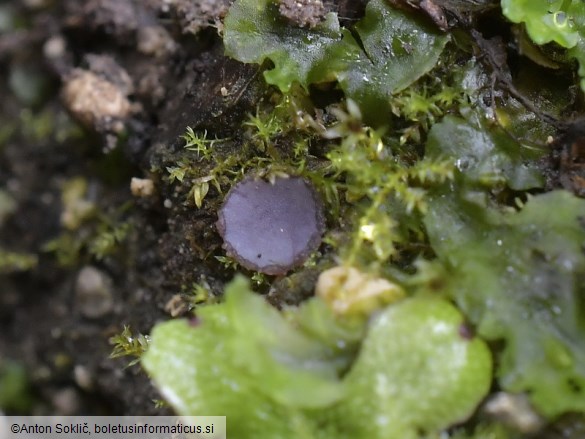 Ionopezia gerardii
