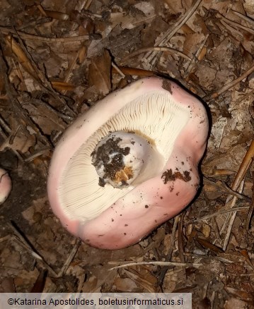 Russula rosea