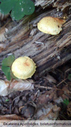 Pholiota tuberculosa