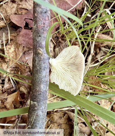 Pleurotus pulmonarius