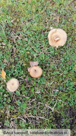 Armillaria mellea