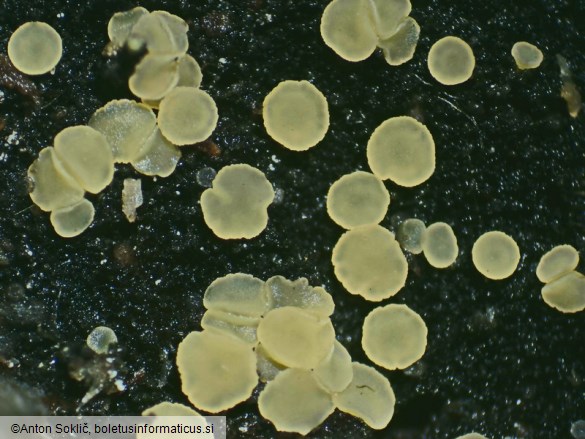Bisporella subpallida