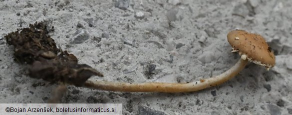 Conocybe vestita