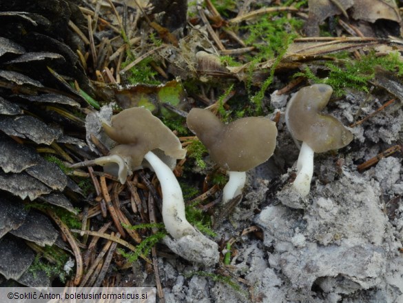 Helvella albella
