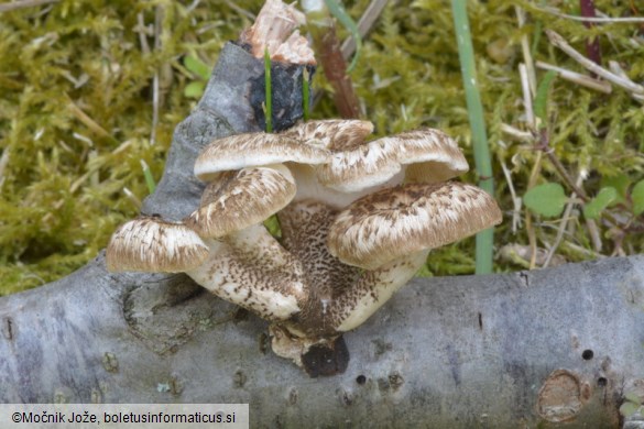 Lentinus tigrinus