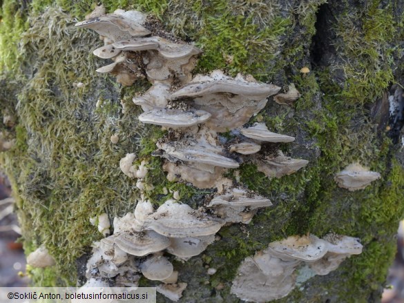 Bjerkandera fumosa