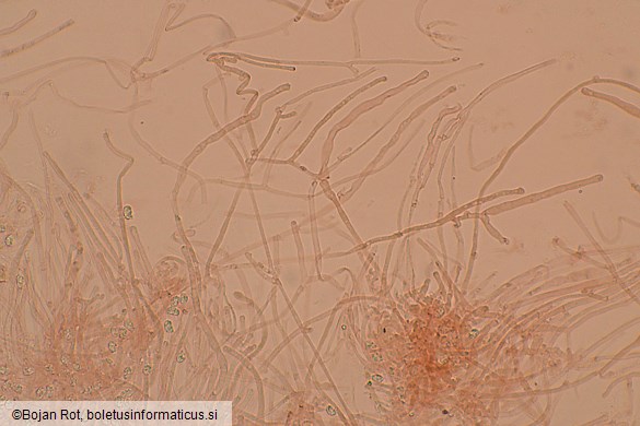 Hohenbuehelia petaloides