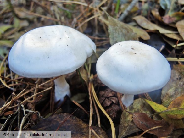 Hygrophorocybe nivea