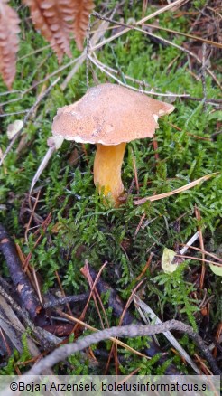 Suillus variegatus