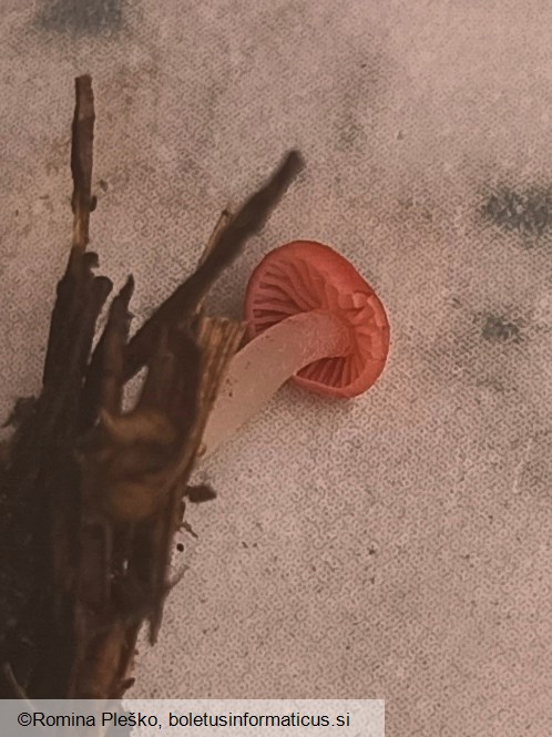 Mycena adonis