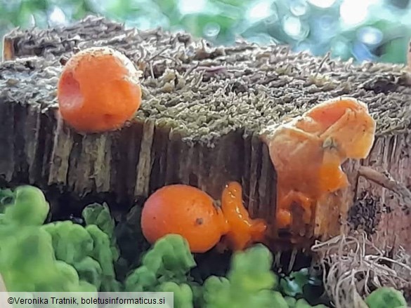 Lycogala epidendrum