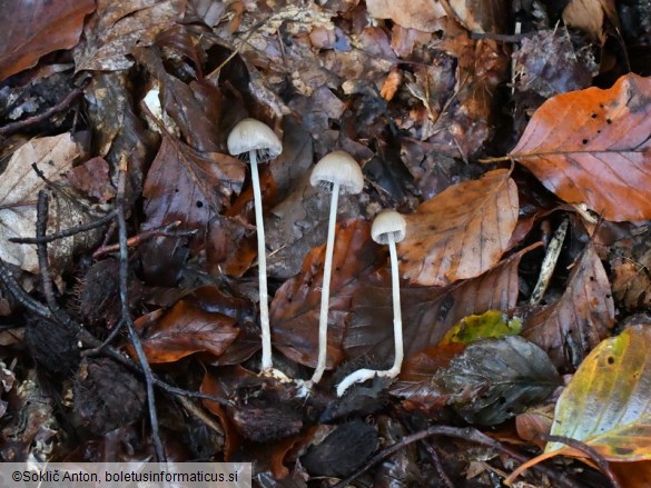 Psathyrella corrugis