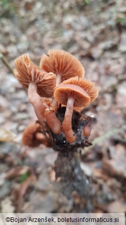 Tubaria furfuracea