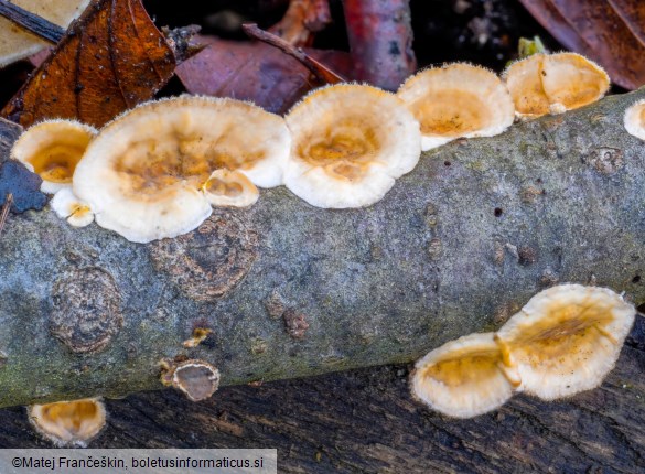 Stereum ochraceoflavum