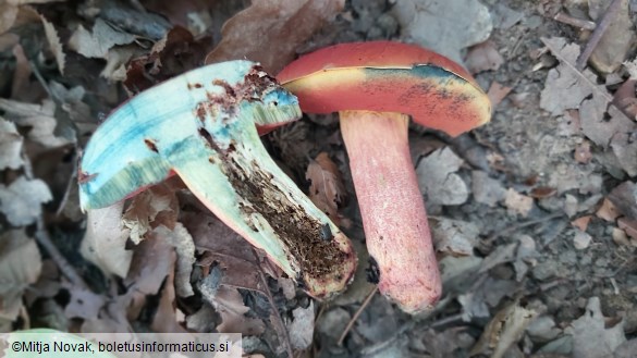 Rubroboletus dupainii