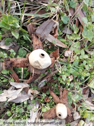 Geastrum quadrifidum