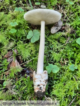 Amanita battarrae