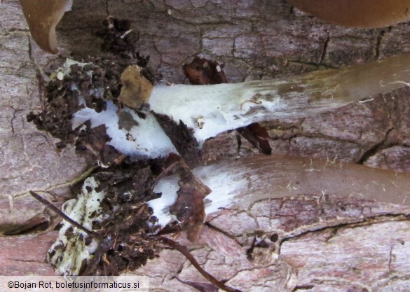 Entoloma hirtipes