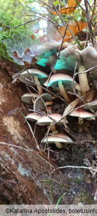 Hypholoma lateritium