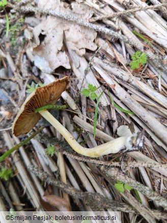 Bolbitius titubans