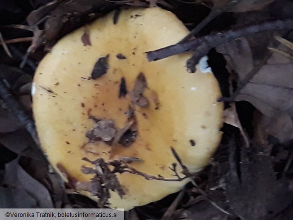 Russula ochroleuca