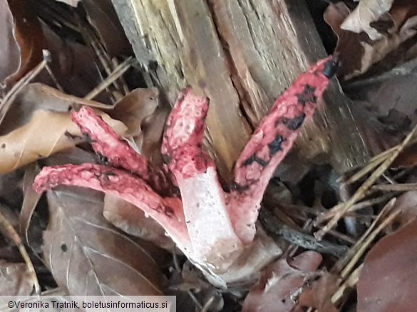 Clathrus archeri