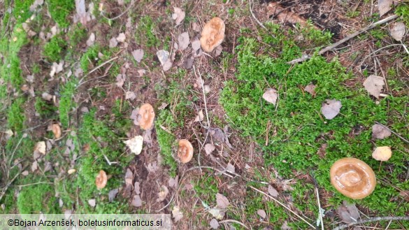 Paxillus involutus