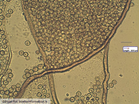 Lycoperdon lividum